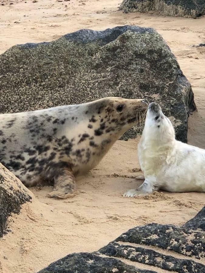 The Pollywiggle, Waxham, Nr Sea Palling Dog Friendly, Private Walk To The Beach NWI Buitenkant foto